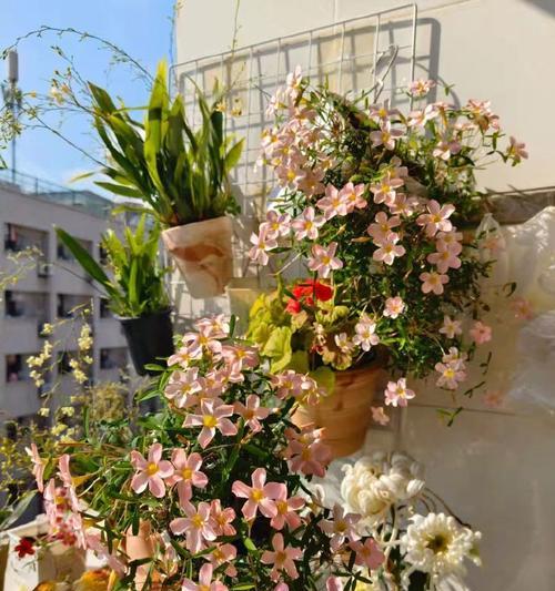 宿舍装饰适合哪些花卉？如何选择宿舍花卉？