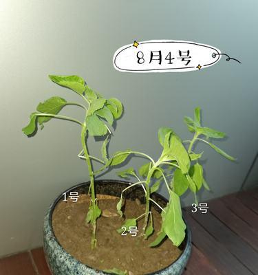 植物立体写法的技巧是什么？如何练习？