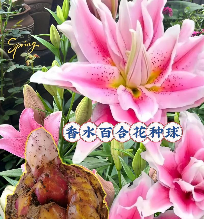 百合花代表什么含义？百合花有何寓意？
