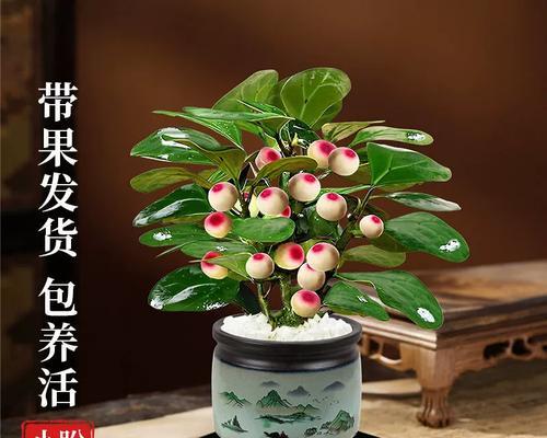 种果植物盆栽有哪些种类？如何进行养护？