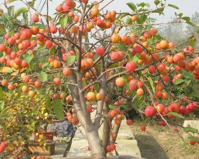 种果植物盆栽有哪些种类？如何进行养护？