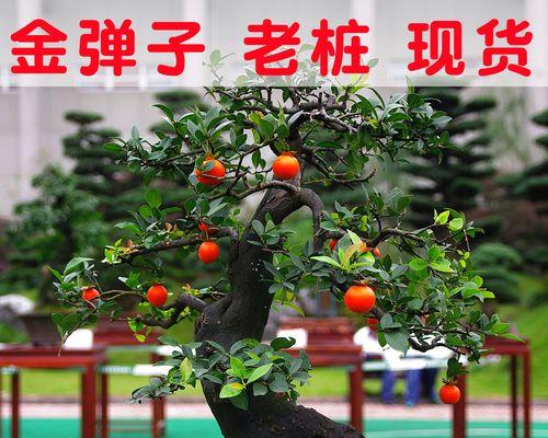 种果植物盆栽有哪些种类？如何进行养护？
