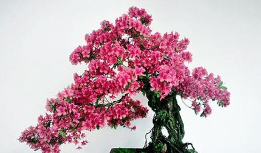 杜鹃花盆栽有何寓意？送杜鹃花盆栽代表什么？