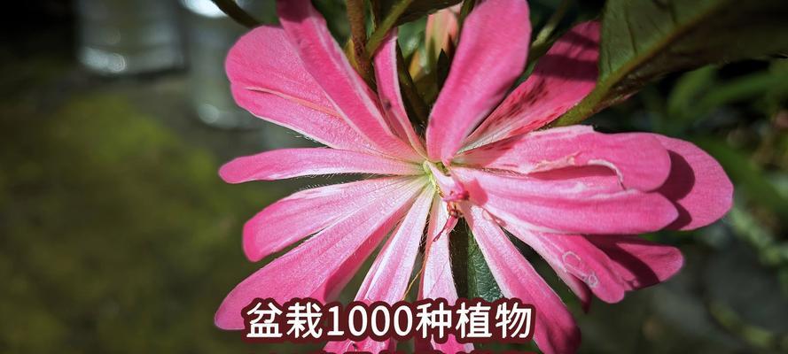 杜鹃花盆栽有何寓意？送杜鹃花盆栽代表什么？