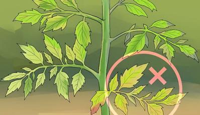 植物标本枝叶多怎么修剪？修剪时应注意哪些事项？
