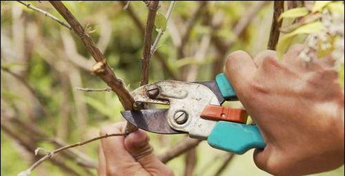 植物标本枝叶多怎么修剪？修剪时应注意哪些事项？