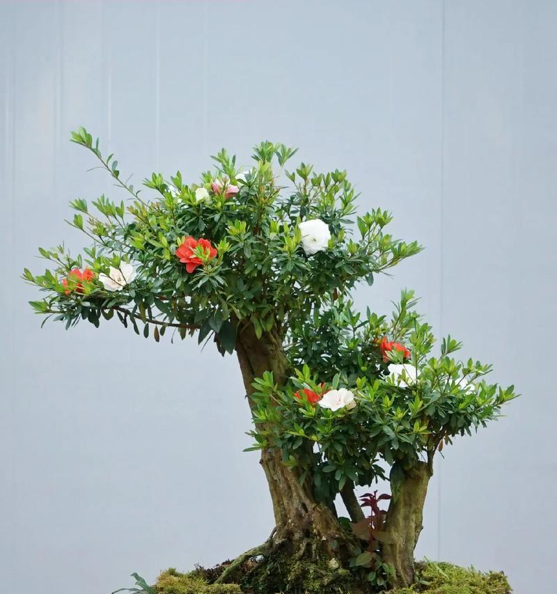 杜鹃花盆栽有何寓意？送杜鹃花盆栽代表什么？