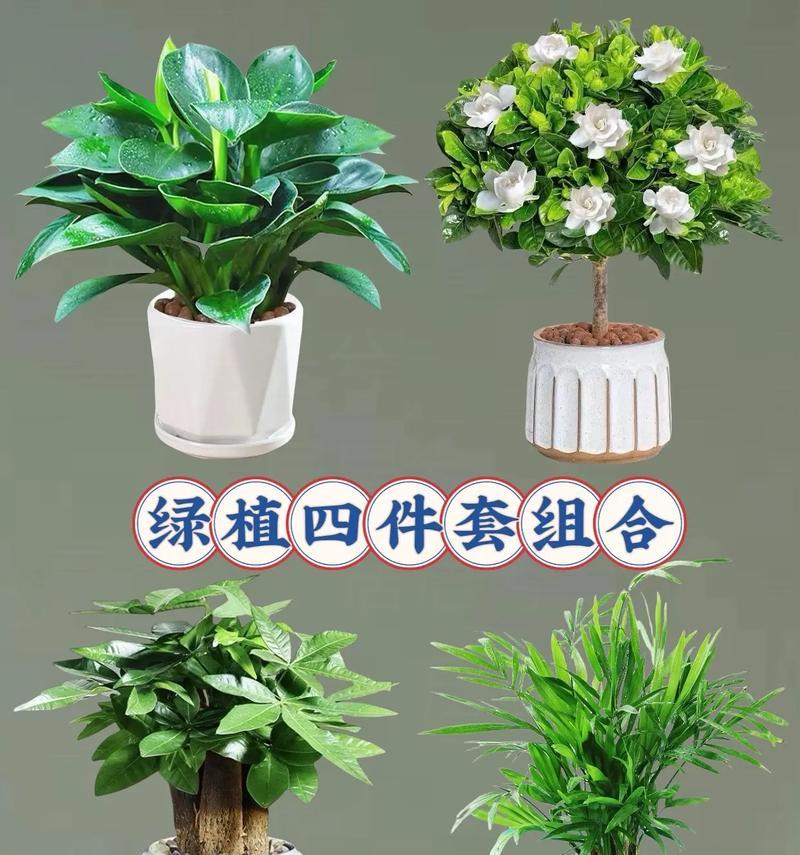 哪些植物不算绿植？如何区分绿植和其他植物？