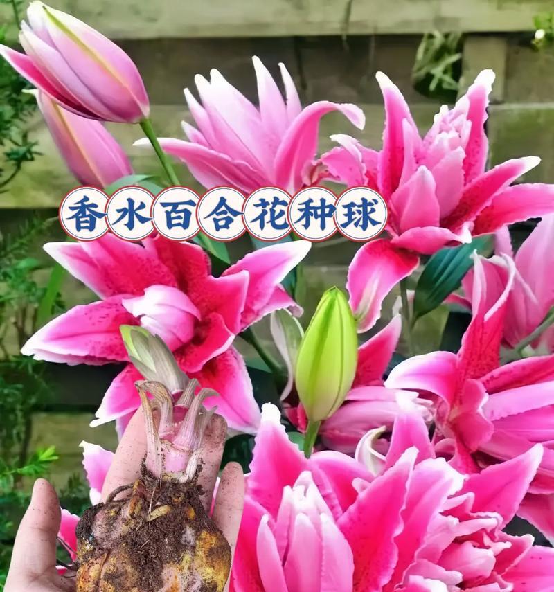 四朵白百合花的含义是什么？四朵白百合代表什么？