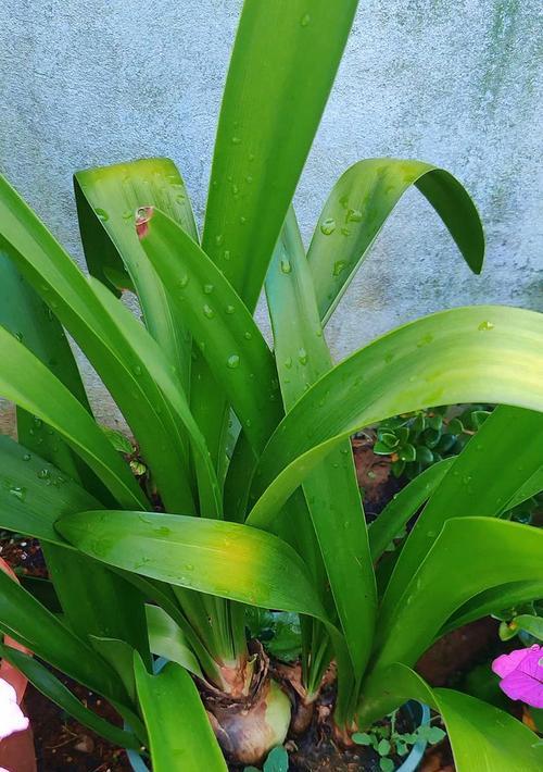 秋天适合种植哪些植物？如何进行养护？