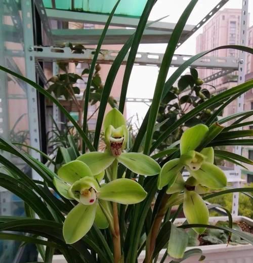兰草属于什么植物？兰草有哪些特点？