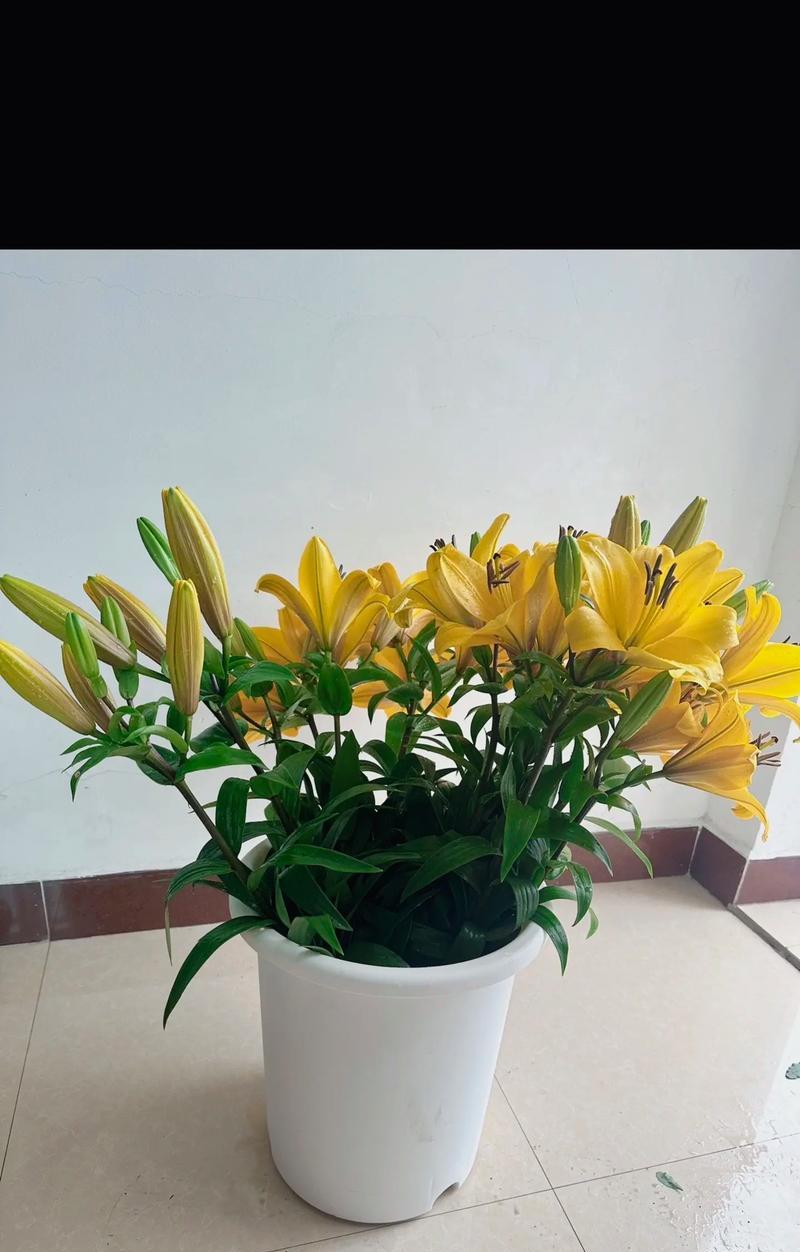 百合花的作者是谁？