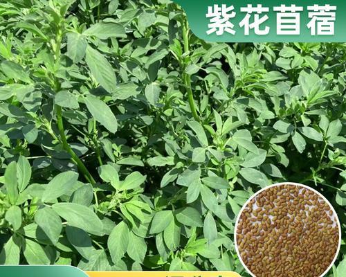 四季青花卉种子的特点是什么？