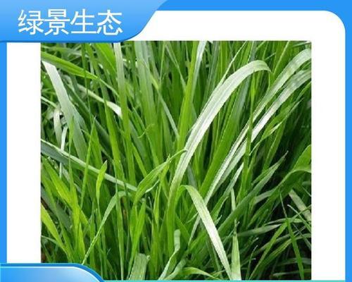 四季青花卉种子的特点是什么？