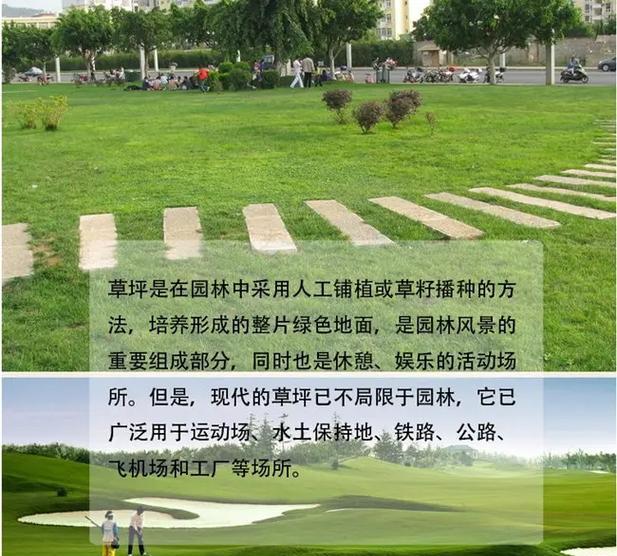 四季青花卉种子的特点是什么？