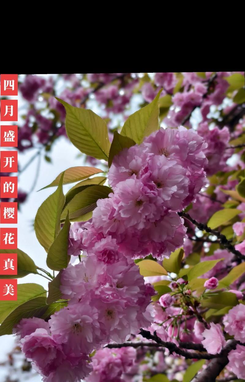樱花的花语有哪些？