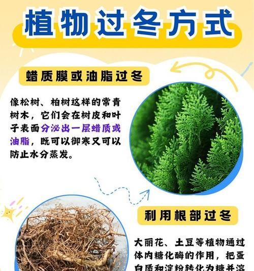 室内植物冬季如何保暖？有哪些过冬的注意事项？