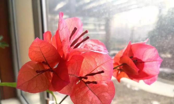 粉色猫眼花卉的学名是什么？