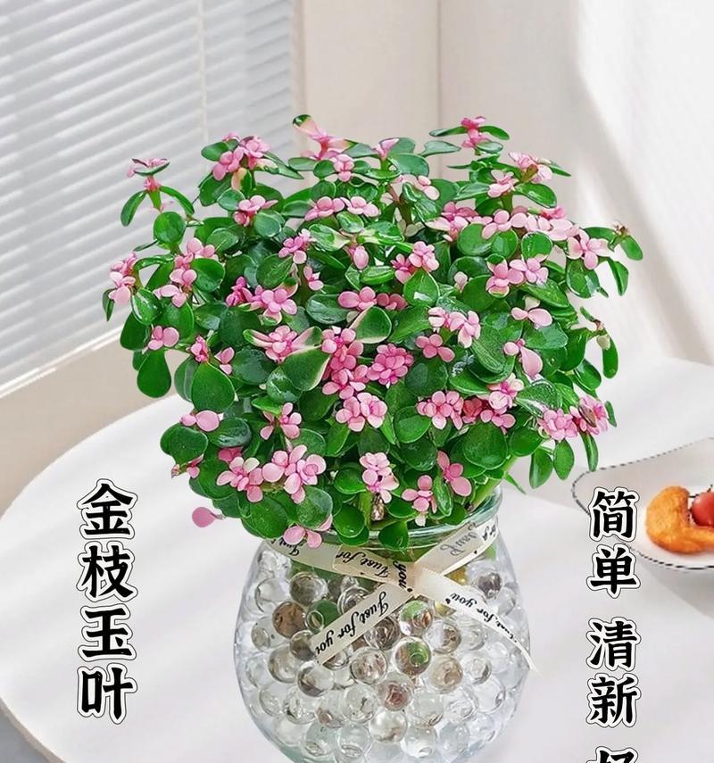 花叶锦带盆栽的养护方法是什么？如何保持其鲜艳的色彩？