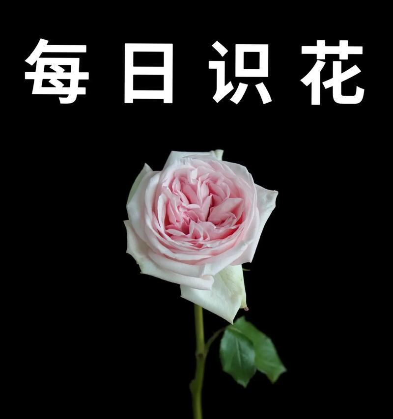 粉玫瑰的花语有哪些？它们各自代表了什么？