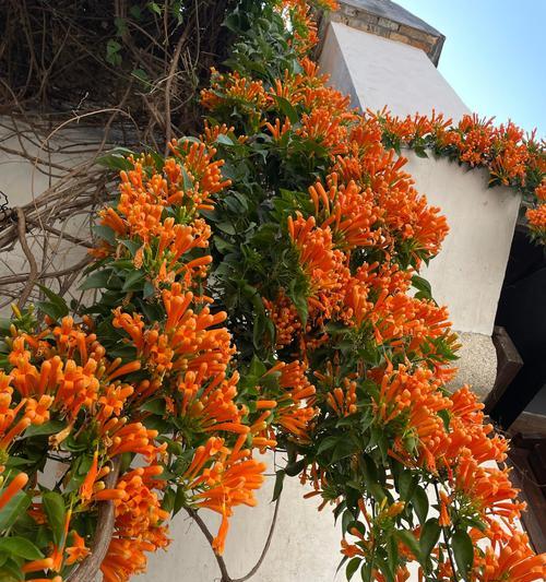 富源花卉市场常见植物有哪些？
