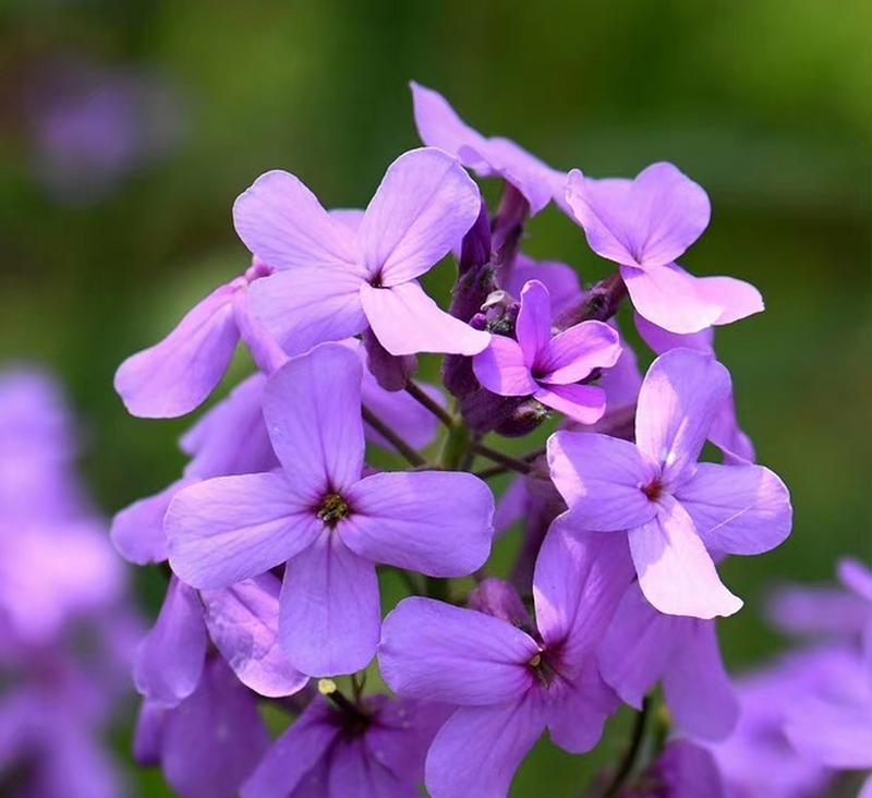 花卉植物中带有“香”字的名字有哪些？它们的香味有何特点？