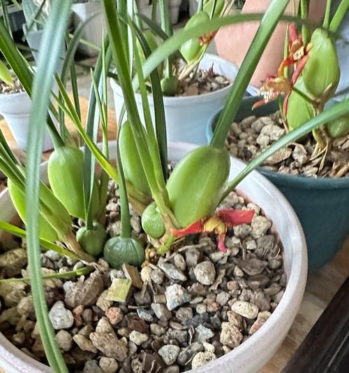 花卉植物中带有“香”字的名字有哪些？它们的香味有何特点？