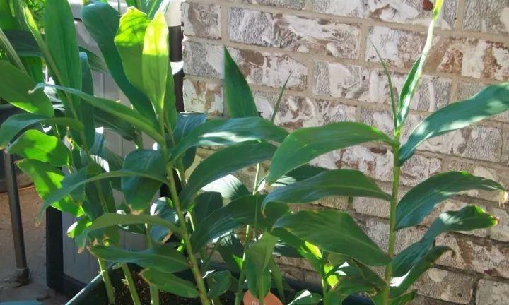 盆栽姜的最佳种植时间是什么时候？种植过程中应注意什么？