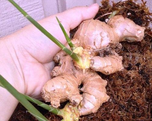 盆栽姜的最佳种植时间是什么时候？种植过程中应注意什么？