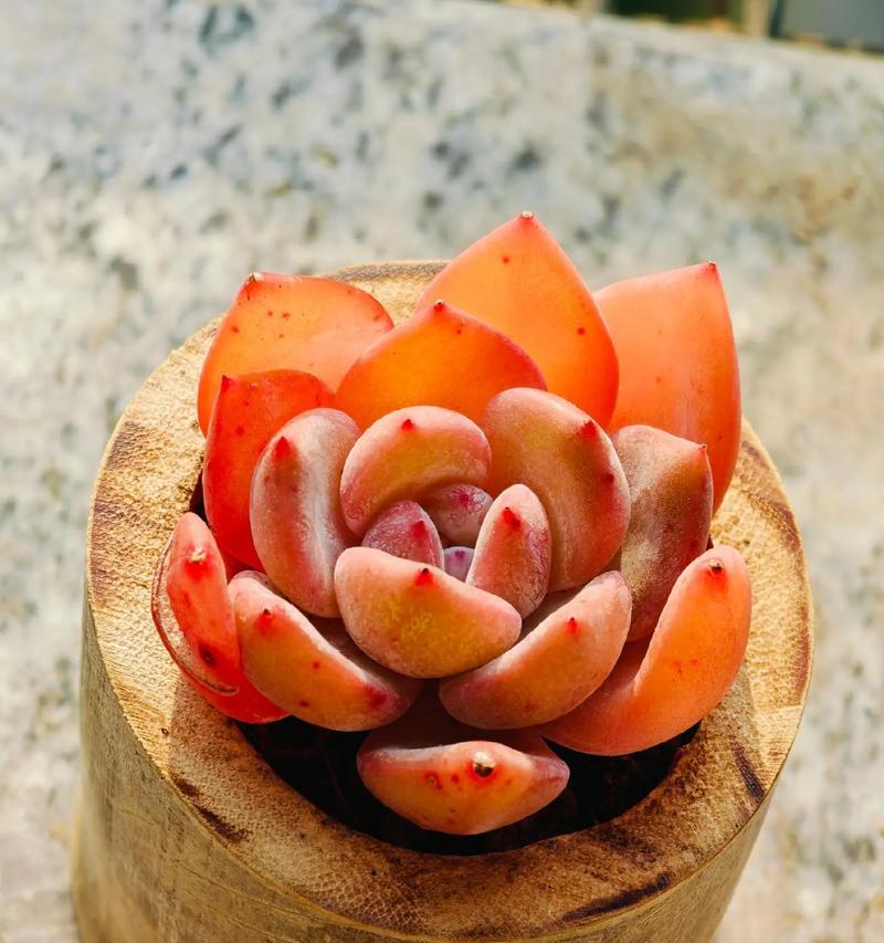 多肉植物怎么组合？有哪些美观的搭配建议？
