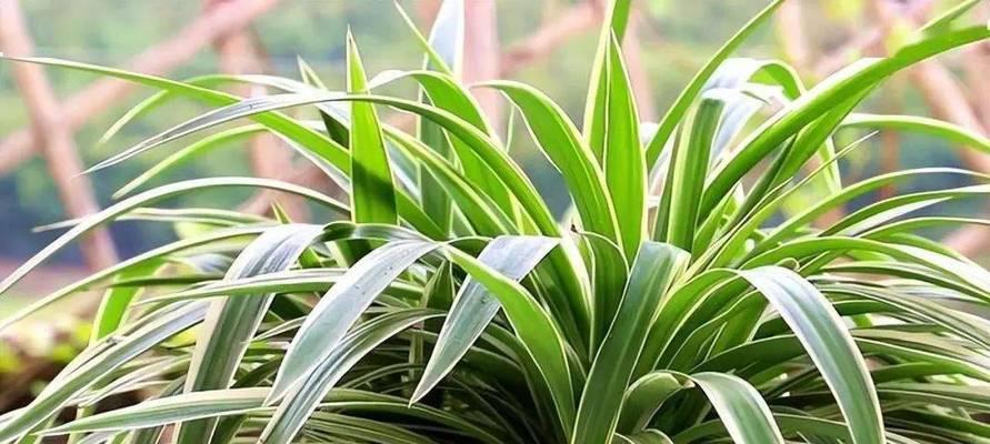 矿山中适合种植的花卉绿植有哪些？它们的特性是什么？