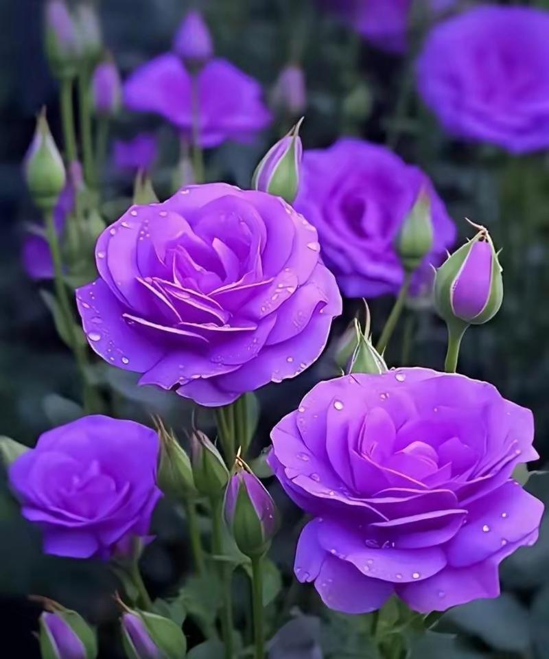 紫色的桔梗花语是什么？玫瑰花一支送什么颜色好？