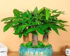 新居乔迁应该送什么盆栽？哪种花最适合作为新家礼物？