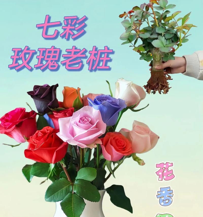 七朵白玫瑰的花语是什么？