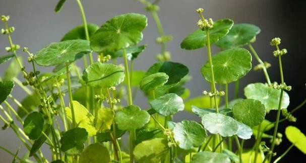 美宅绿色植物指的是哪一种？它有什么独特的观赏价值？