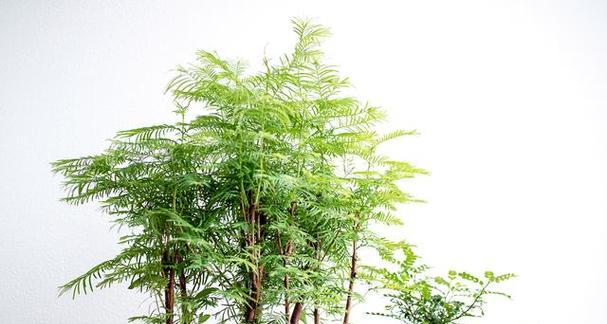 美宅绿色植物指的是哪一种？它有什么独特的观赏价值？