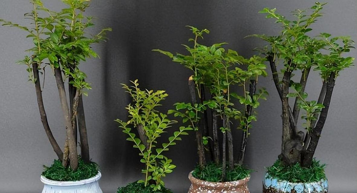 美宅绿色植物指的是哪一种？它有什么独特的观赏价值？