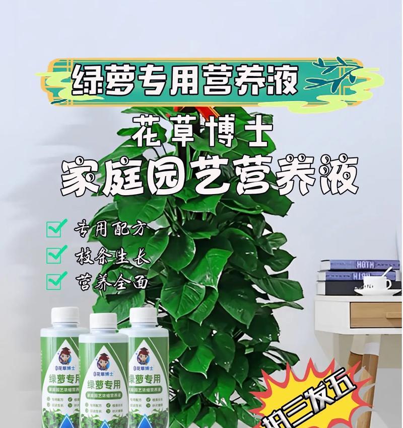 绿萝是什么植物？它的养护和繁殖方法是什么？