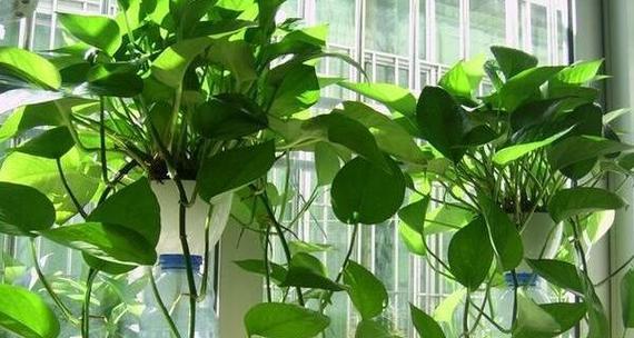 绿萝是什么植物？它的养护和繁殖方法是什么？