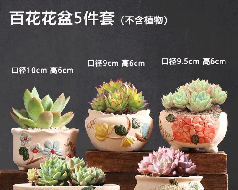 多肉植物应该选择什么样的花盆？