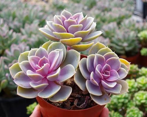 多肉植物应该选择什么样的花盆？
