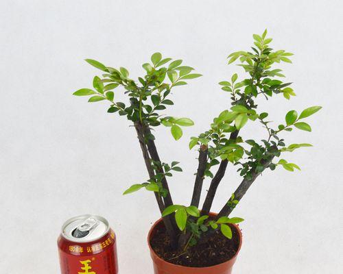 檀木盆栽的意义是什么？檀木盆栽如何养护？