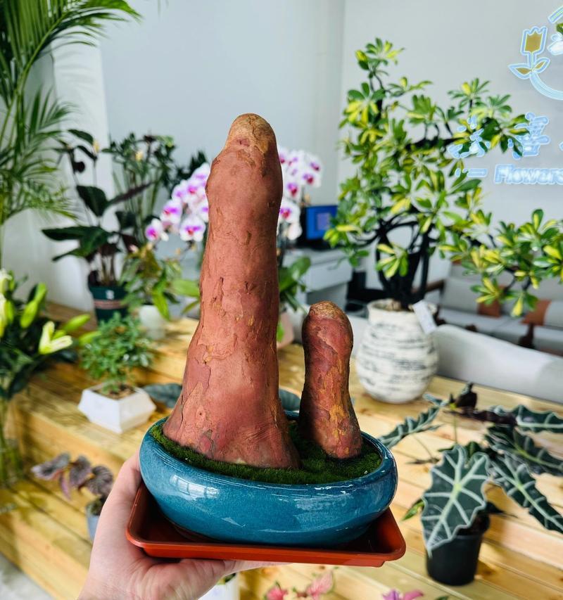 檀木盆栽的意义是什么？檀木盆栽如何养护？