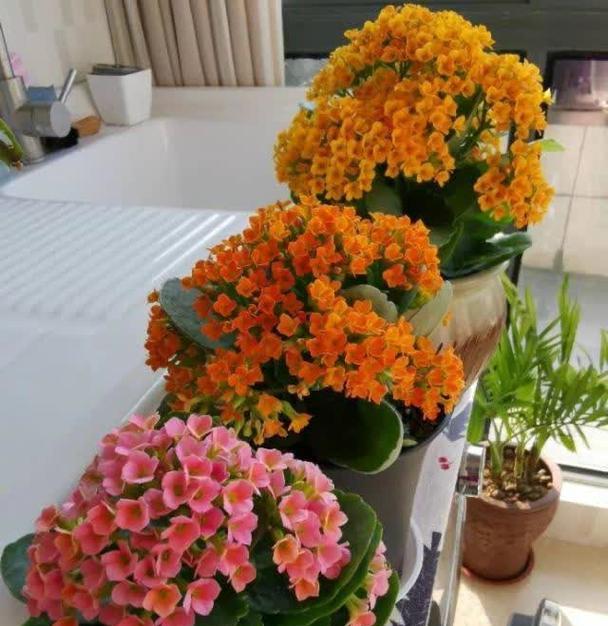 哪些花卉适合摆放在卧室床边？卧室床边摆放花卉的好处是什么？