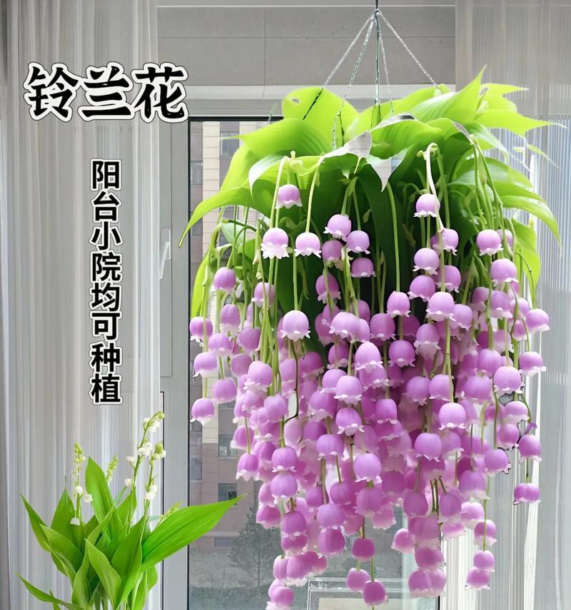 哪些花卉适合摆放在卧室床边？卧室床边摆放花卉的好处是什么？