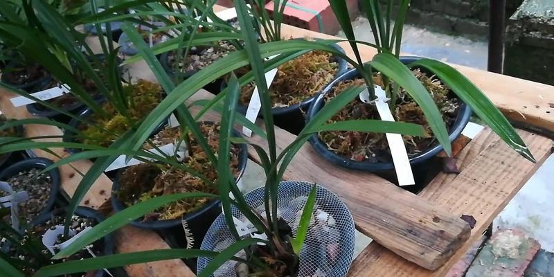 兰花入土后如何管理盆栽？有哪些注意事项？