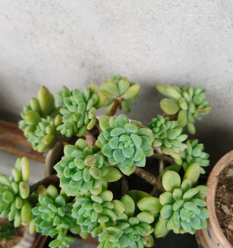 种球花卉有哪些？跟鼻涕似的植物是什么植物？