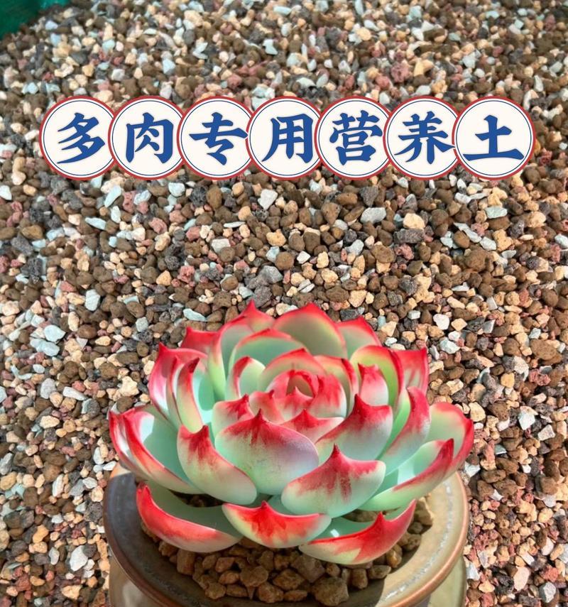多肉植物种植应选择哪种土壤？