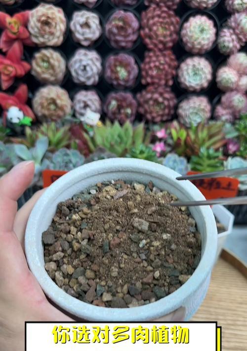 多肉植物种植应选择哪种土壤？