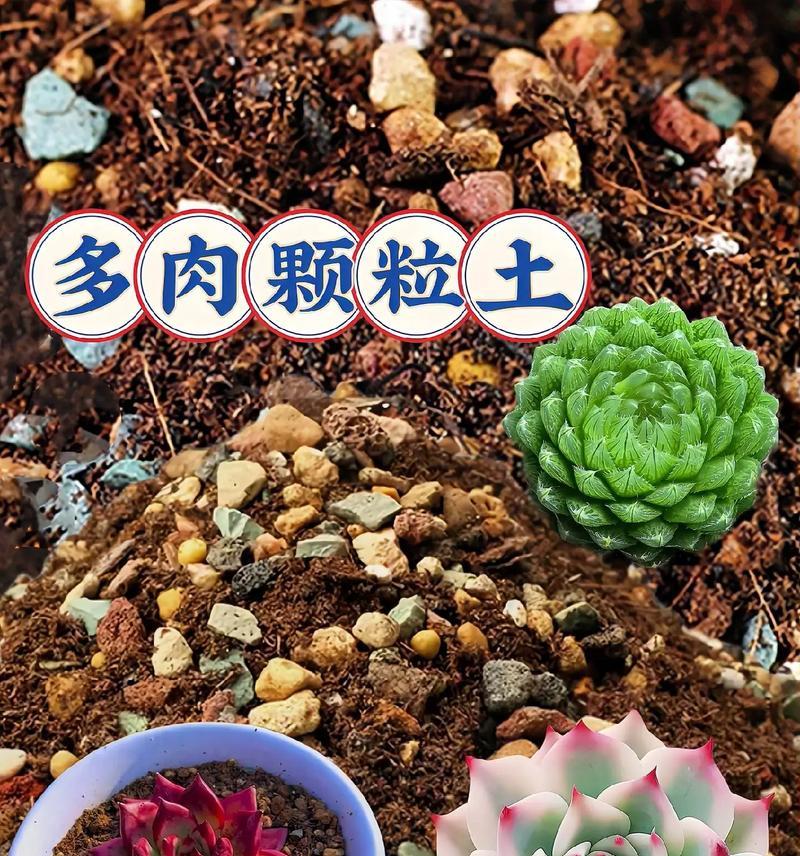 多肉植物种植应选择哪种土壤？